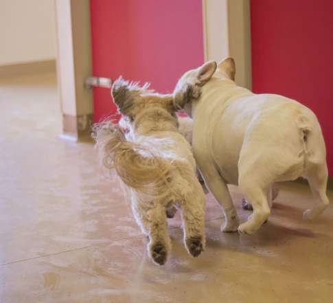 Two dogs playing in Tiny Town