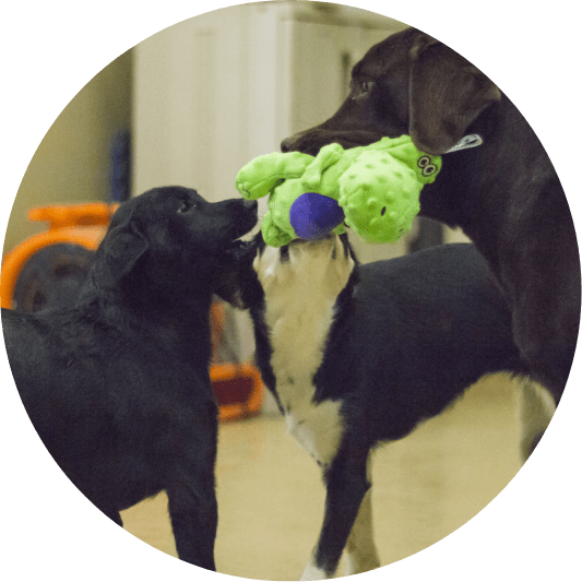 Two dogs sharing a toy