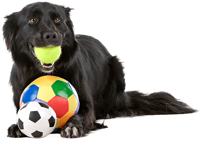 home-dog-daycare-4-min Black dog playing with toys