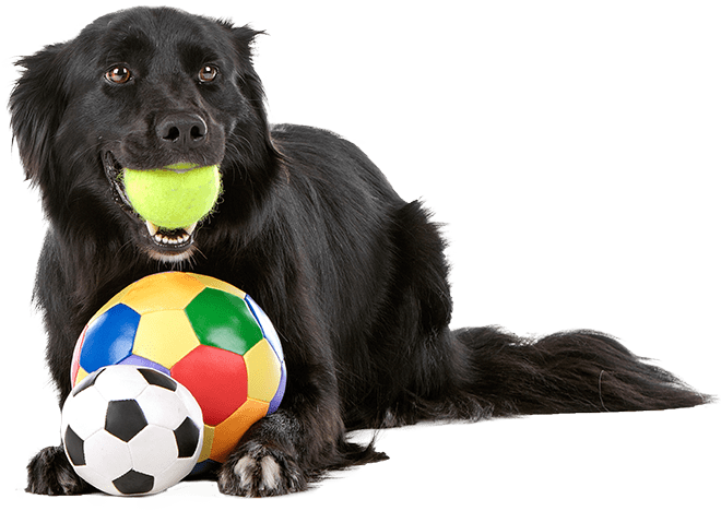 Black dog playing with toys