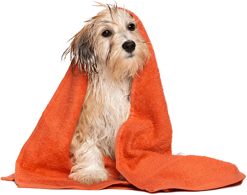 Dog after a bath with an orange towel