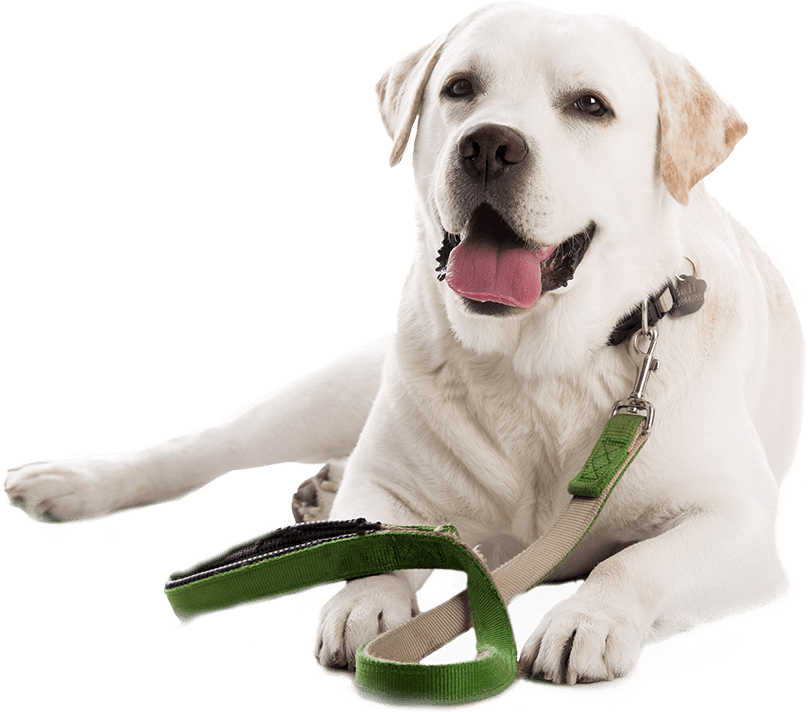 home-dog-training-4-min White lab with a green leash