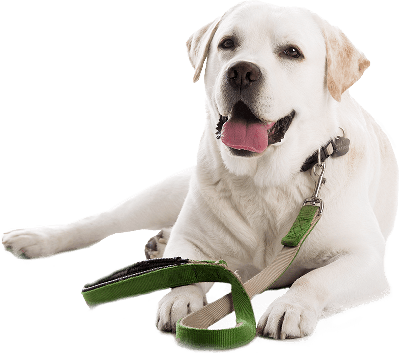 White lab with a green leash