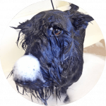 Professional Dog Grooming in Grand Junction CO | Wag Resort Professional Dog Grooming in Grand Junction CO | Wag Resort