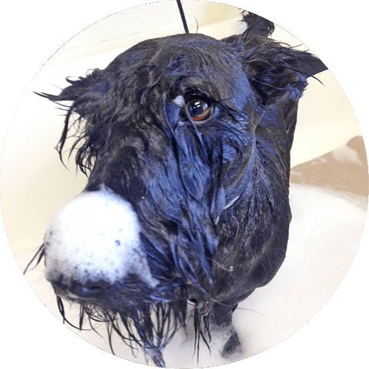 dog getting a bath