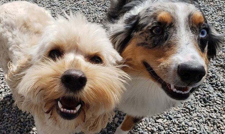 two dogs smiling