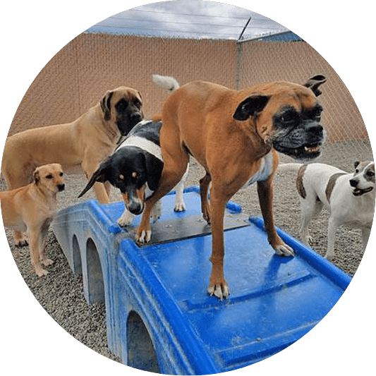 Dogs on blue playground equipment