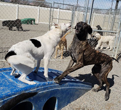 dogs playing on playground equipment