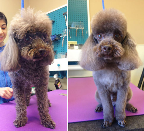 Dog before and after grooming