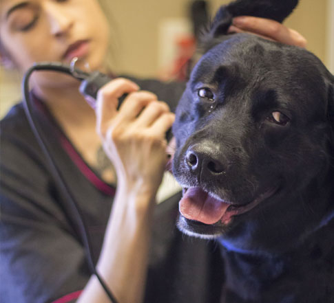 Dog being groomed