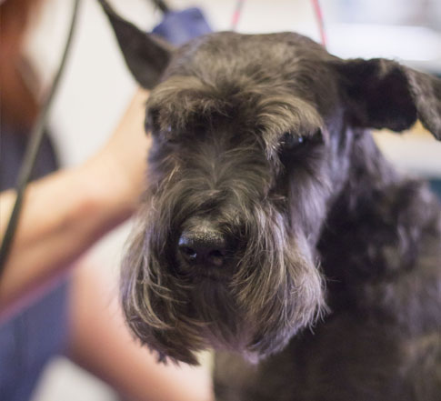 Black dog getting groomed