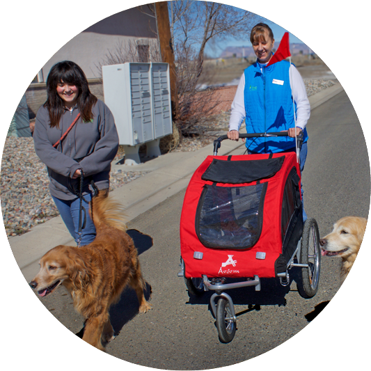 Walking a group of dogs