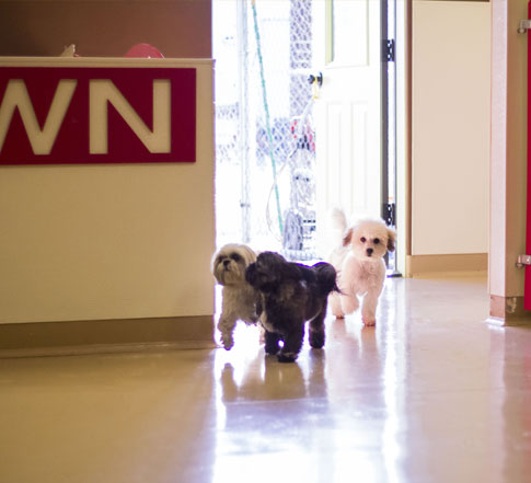 Small dogs running into the facility