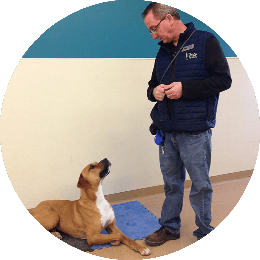 training-15-min Training a brown dog