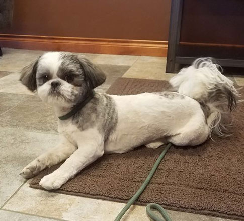 dog laying on a rug