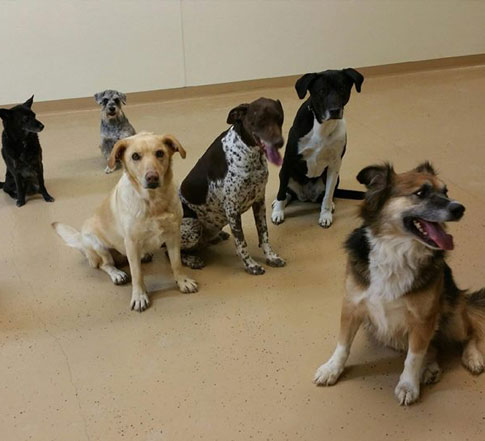 dogs learning to sit