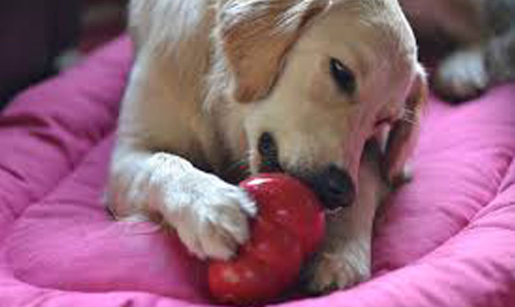 dog licking a kong toy